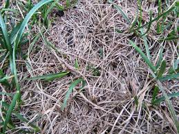 Eight Reasons Grass Seed May Fail To Grow Grass Seed Growing Grass Seed Germination