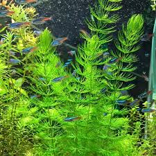 Image result for Ceratophyllum