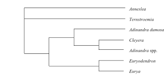 Image result for Scytopetalum pierreanum