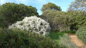 Image result for Retama monosperma