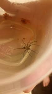 Spider Id Northwest Arkansas United States Sorry For The