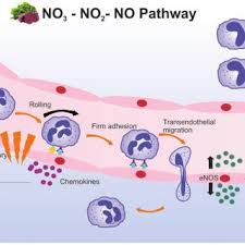 With its roots in china, the. Pdf Effects Of Dietary Nitrate On Inflammation And Immune Function And Implications For Cardiovascular Health