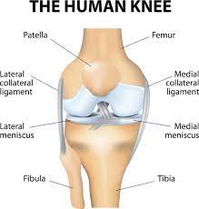The four main ligaments in the knee connect the femur (thighbone) to the tibia (shin bone), and include the following: The Knee Anatomy Injuries Treatment And Rehabilitation