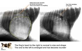 Unless heart failure is evident, your dog will be treated as an outpatient. Congestive Heart Failure X Rays Congestive Heart Failure Mitral Valve Heart Murmur