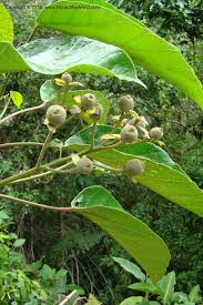 Image result for Hernandiaceae