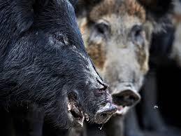 Free hog hunting in texas 2019. Feral Pigs Problem In Us How Texas Is Fighting Back Sports Illustrated