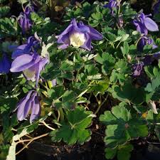 Image result for Aquilegia flabellata ministar