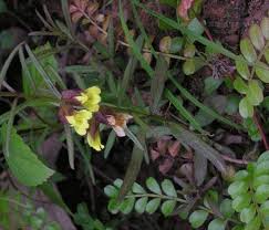 Image result for Pseudechinolaena polystachya