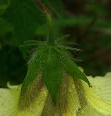 Image result for Hibiscus physaloides