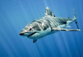 Image result for Shark