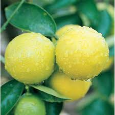 Image result for Citrus × aurantiifolia