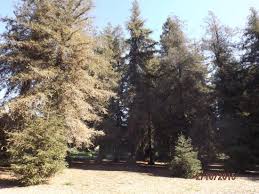 Check spelling or type a new query. The Redwood Grove Picture Of Carbon Canyon Regional Park Brea Tripadvisor