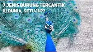 Selain cendrawasih, indonesia memiliki banyak burung endemik cantik yang tersebar di pulau jawa. 7 Jenis Burung Tercantik Di Dunia Setuju Youtube