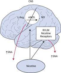 Adverse Effects Of Cigarette And Noncigarette Smoke Exposure On The Autonomic Nervous System Mechanisms And Implications For Cardiovascular Risk Sciencedirect