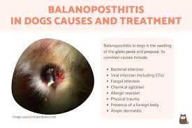 Image result for balanoposthitis