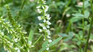 Image result for Melilotus albus