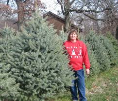 Other trees such as the fraser fir, canaan fir have have grown in popularity during the last 10 years. Ziegler Christmas Tree Farm Home Facebook