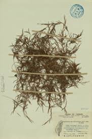 Image result for Schizachyrium brevifolium