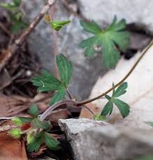 Image result for Geranium ocellatum