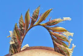 Image result for Microchloa altera