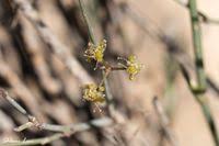 Image result for Deverra burchellii