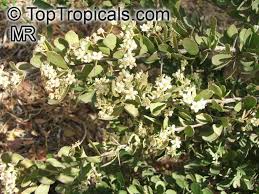 Image result for Gymnosporia glaucophylla