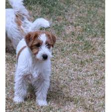 Browse thru our verified puppy for sale listings to find your perfect puppy in your area. Puppies For Sale From Registered Dog Breeders In Victoria Australia