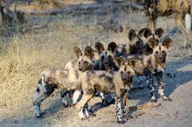 Https Www Extraordinaryjourneys Com Site Assets Files 1251 Savuti Camp Wild Dogs Jpg Wild Dogs African Wildlife Animals Wild