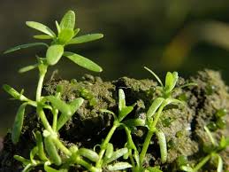 Image result for Callitriche