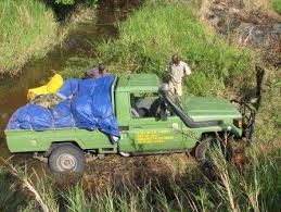 Image result for Rinorea brachypetala