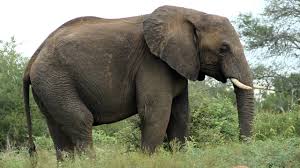 Check spelling or type a new query. What Do African Elephants Eat Complete Guide To African Elephant Diet