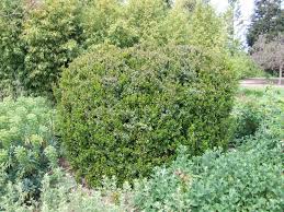 Image result for Myrsine africana