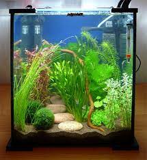 A nice and attractive betta tank can increase the beauty of your home decoration significantly. Pin By Carolin Cassandra On Furry Paws Betta Aquarium Betta Fish Tank Aquarium