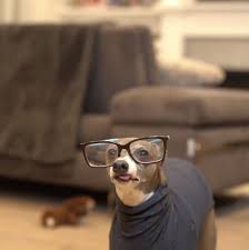 We did not find results for: Pin On Animalssss