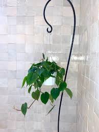 6 Heartleaf Philodendron Philodendron Scandens Real Plants Live Plants Houseplants Indoor Plants Trailin In 2020 Hanging Plants Indoor Plants Houseplants Indoor