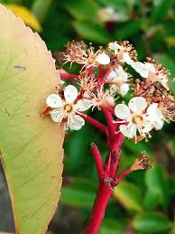 Image result for Photinia serrulata