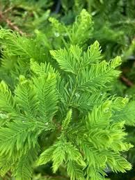 Image result for Taxodium