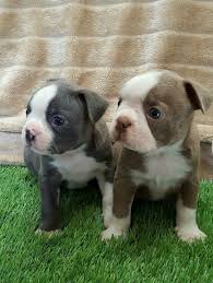 She has a good pedigree , good health and has a lovely. Blue Nose Boston Terrier Puppies Pets Lovers