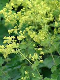 Image result for Alchemilla kiwuensis