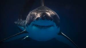 How does a great white shark give birth? 12 Facts About Great White Sharks Mental Floss