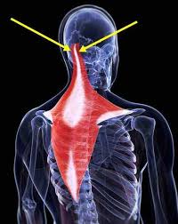 Pin On Massage