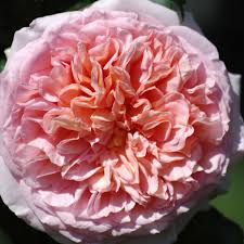 Ganz gemäß der jahreszeit ist in der stadt wien rund. Abraham Darby Rose Apricot Ca 120cm David Austin 1985 Rosa Abraham Darby Online Bestellen