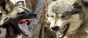 Compare Wild Dog Vs Gray Wolf Wild Dogs Dogs Grey Wolf