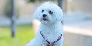 We are supported by individual donations, wills, bequests and. Pets Up For Adoption In Toronto Toronto Com