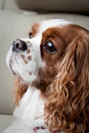 Pretty Please By Sheilah Chatjaval 500px Cavalier King Charles Dog King Charles Cavalier Spaniel Puppy Cavalier King Charles Spaniel Tricolor