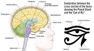 Esoteric Science Institute - THE EYE OF HORUS AND THE PINEAL GLAND The Eye  of Horus, or the Eye of Ra, is regarded today as an Egyptian symbol of  protection, royal power