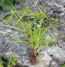 Image result for Kyllinga squamulata