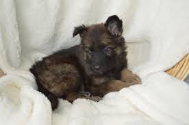They have been raised around cows, chickens, horses, and children. Litter Of 8 German Shepherd Dog Puppies For Sale In Owenton Ky Adn 70286 On Puppyfinder Com Gend German Shepherd Dogs German Shepherd Puppies German Shepherd