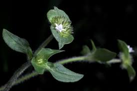 Image result for Richardia scabra