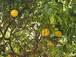 Image result for Citrus maxima